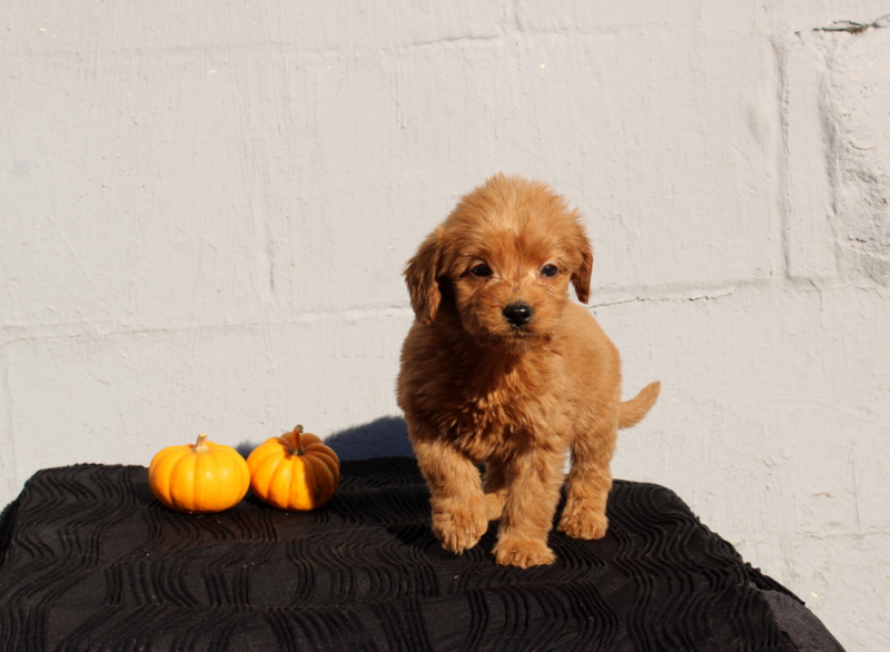 puppy, for, sale, Mini Goldendoodle F1, Matthew B. Stoltzfus, dog, breeder, Gap, PA, dog-breeder, puppy-for-sale, forsale, nearby, find, puppyfind, locator, puppylocator, aca